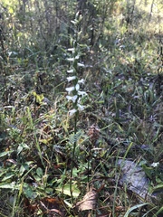 Spiranthes magnicamporum