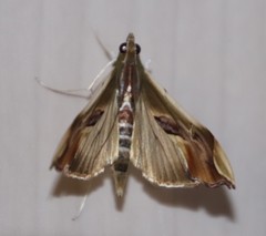 Agathodes musivalis