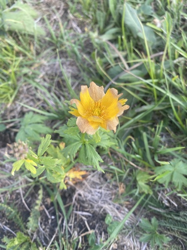 Trollius ranunculinus (Trollius ranunculinus)