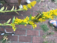 Megacyllene robiniae