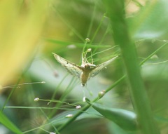 Cnaphalocrocis