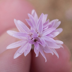 Lessingia leptoclada