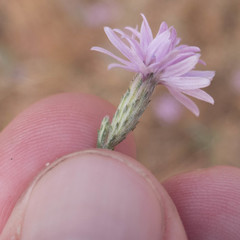 Lessingia leptoclada