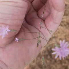 Lessingia leptoclada