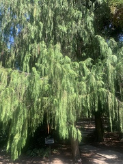 Cupressus pendula