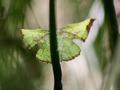 Corymica arnearia