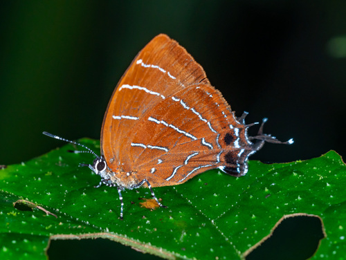Micandra comae
