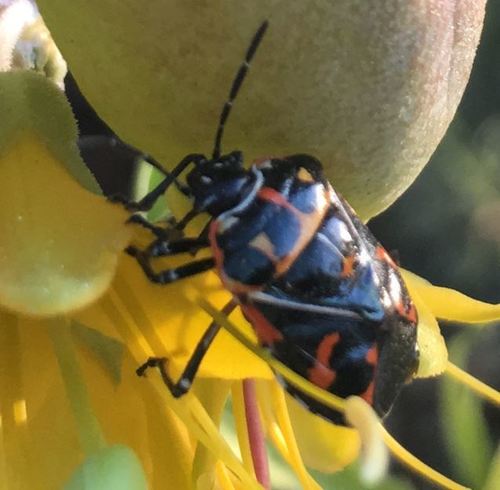 iNaturalist observation photo of Harlequin Bug