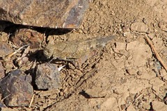 Trimerotropis occidentalis