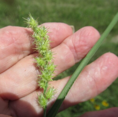 Coastal sandbur (Cenchrus spinifex)