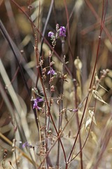 Sairocarpus vexillocalyculatus