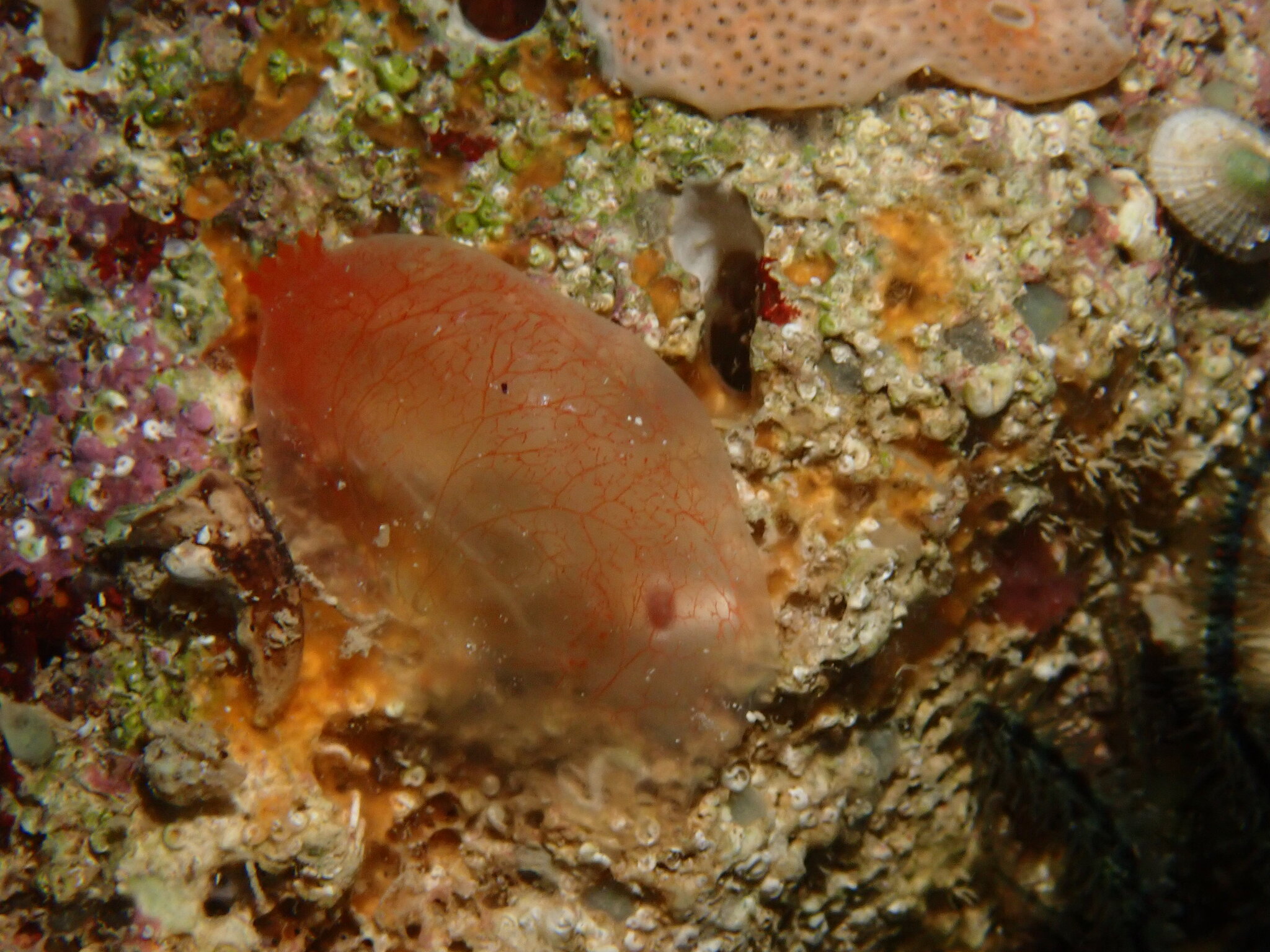 Ascidia mentula Müller, 1776