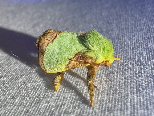 Stinging Rose Caterpillar Moth photo 6
