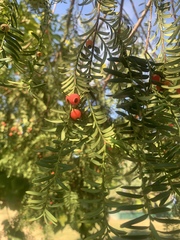 Taxus wallichiana