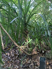Pandanaceae