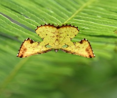 Corymica arnearia