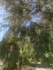 Taxus wallichiana