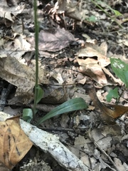 Spiranthes ovalis erostellata
