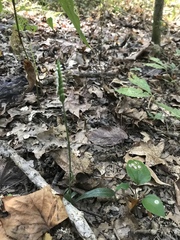 Spiranthes ovalis erostellata