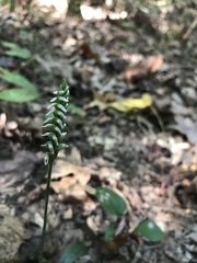 Spiranthes ovalis erostellata