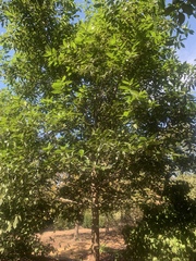 Quercus germana