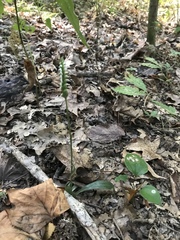 Spiranthes ovalis erostellata