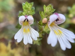 Euphrasia transmorrisonensis