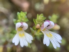 Euphrasia transmorrisonensis