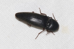 Diplostethus opacicollis