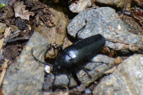 Sphenostethus taslei photo 5
