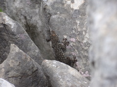 Ptyodactylus puiseuxi