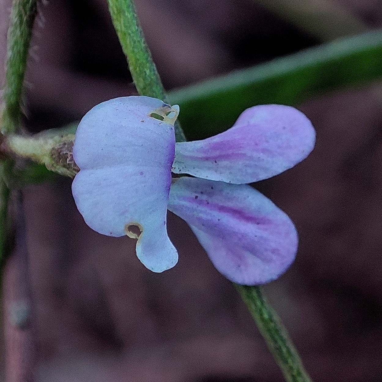 Teramnus volubilis