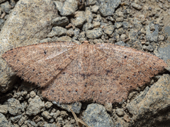 Casbia melanops