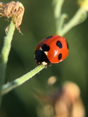 Coccinella septempunctata