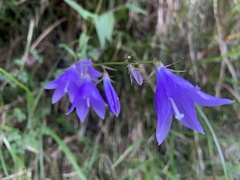 Adenophora morrisonensis