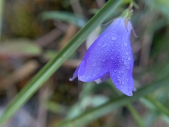 Adenophora morrisonensis