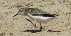 Calidris mauri