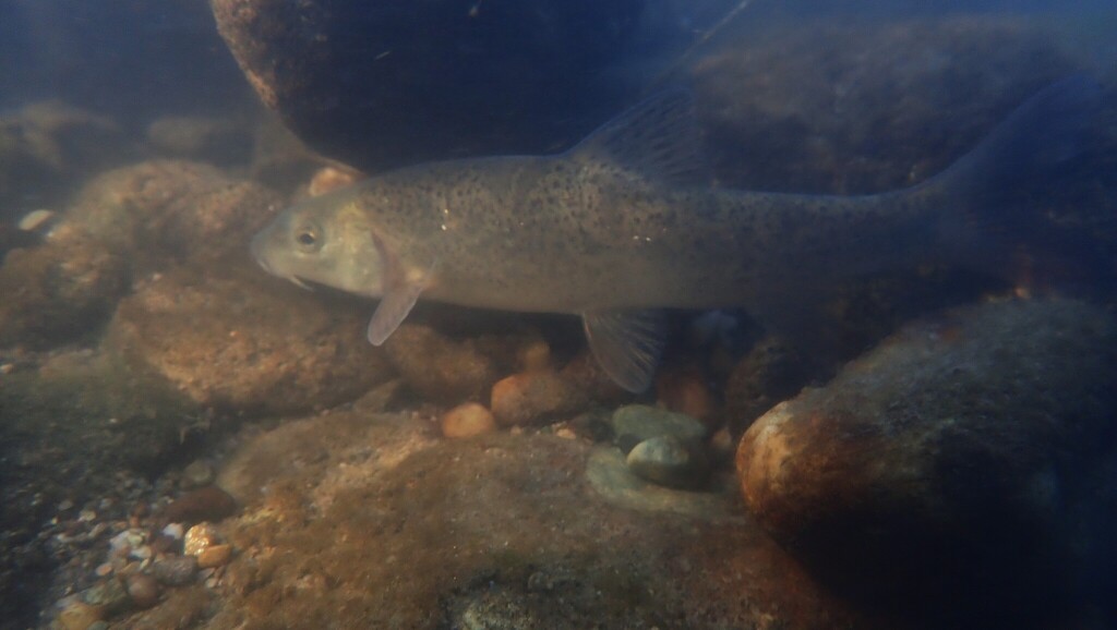 Italian barbel (Barbus plebejus) — Cyprinidae