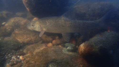 Italian barbel (Barbus plebejus) — Cyprinidae