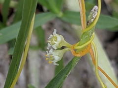 Cuscuta exaltata