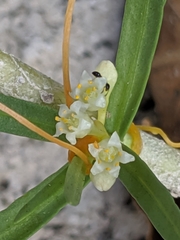 Cuscuta exaltata