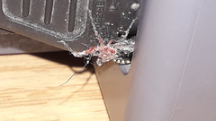 Cosmoclopius poecilus