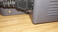 Cosmoclopius poecilus