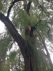 Taxodium distichum