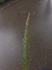Taxodium distichum