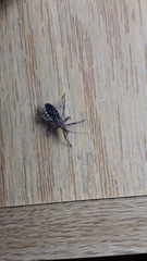 Cosmoclopius poecilus