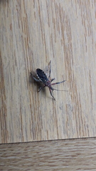 Cosmoclopius poecilus