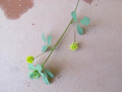 jetel pochybný (Trifolium dubium): původ a využití — fotografie 3
