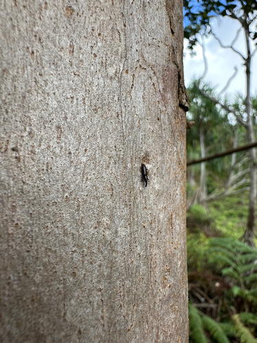 Oxydema fusiforme observed 2025-06-19