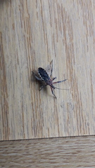 Cosmoclopius poecilus